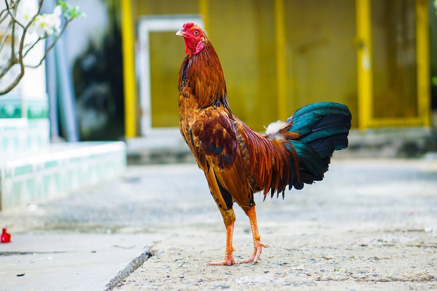Có rất nhiều nguyên nhân gây ra bệnh bạch lỵ ở gà