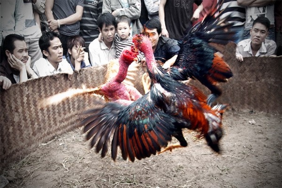 Gà đòn là một dòng gà chọi đặc trưng của Việt Nam