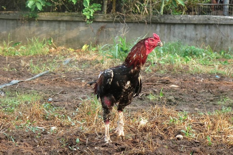 Hồ Chí Minh là một trong những nơi nuôi gà đòn nổi tiếng
