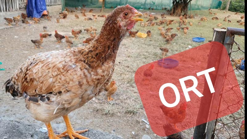 Bệnh ORT ở gà có thể hiện ra qua một số triệu chứng khác nhau