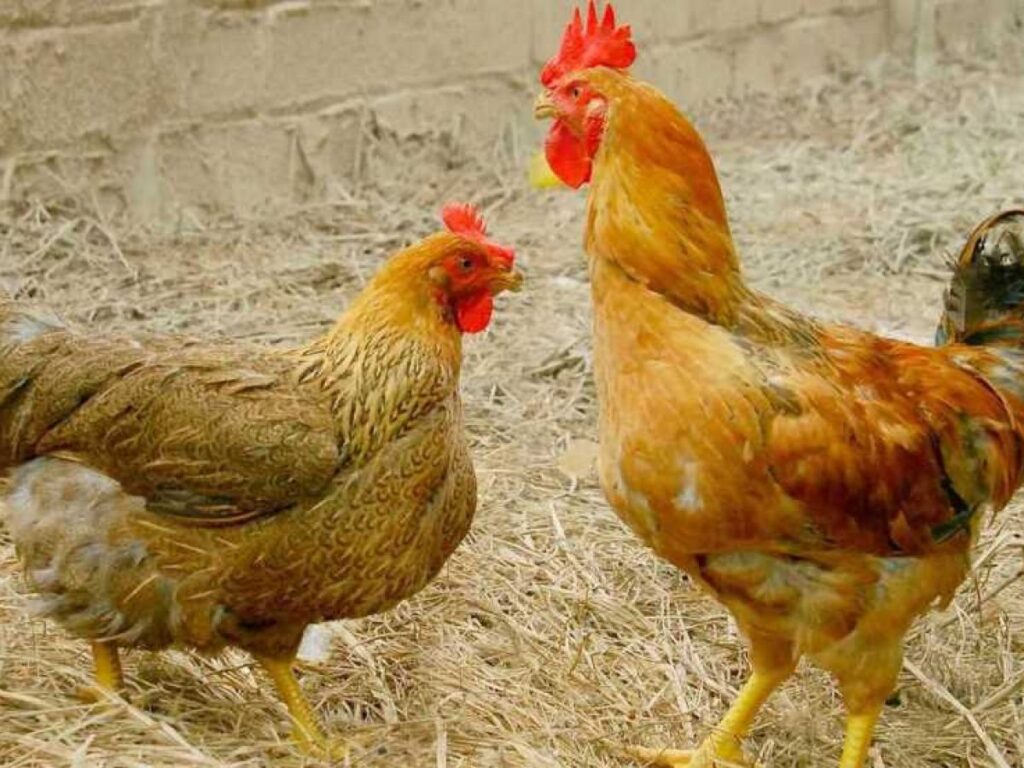 Tìm hiểu bệnh ORT ở gà: Nguyên nhân, triệu chứng và điều trị