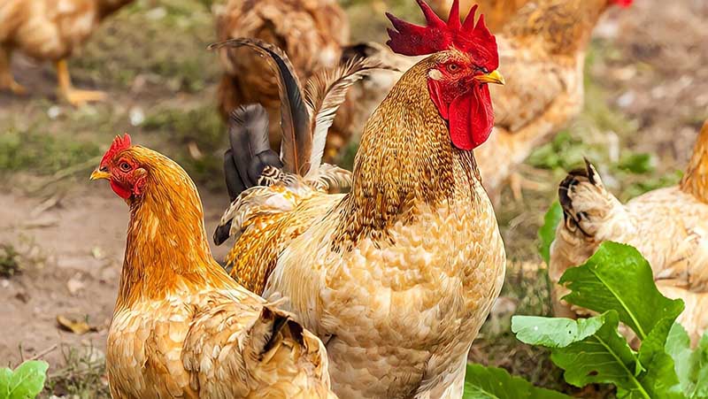 Bệnh phù đầu gà thường gặp ở những con gà được nuôi nhốt