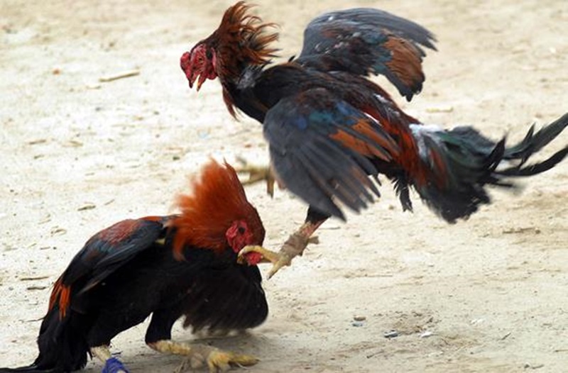 Có thể kiểm tra lịch sử chiến đấu của gà để lựa chọn được những chú gà xuất sắc