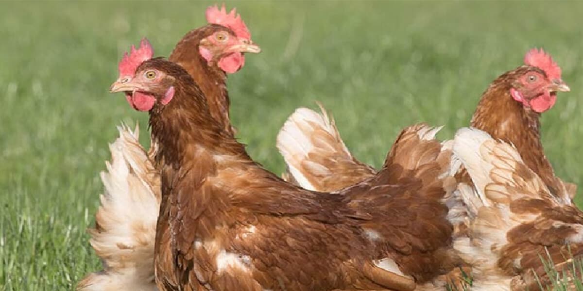 Cần chữa bệnh gà bị phù đầu nhanh chóng để không lây sang những con khác