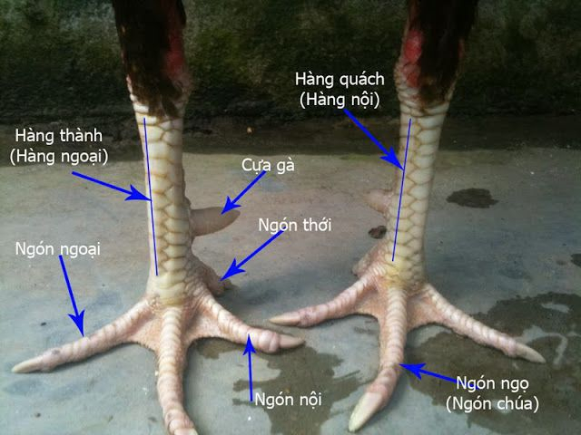 Phần chân gà cùng nhiều đặc điểm cần lưu ý khi lựa chọn