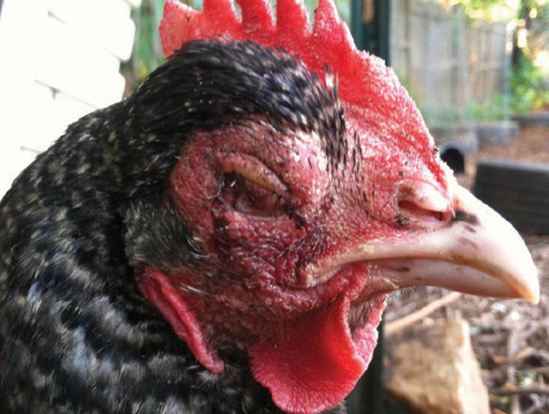 Hình ảnh sưng phù đầu ở gà