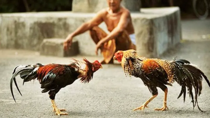 Xổ gà là quá trình thả gà để chúng có cơ hội vờn nhau và thử sức