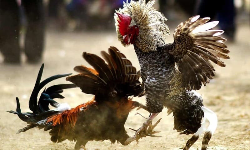 Thế gà chọi đòn độc là tình huống gà chọi tận dụng những cơ hội để giao đấu
