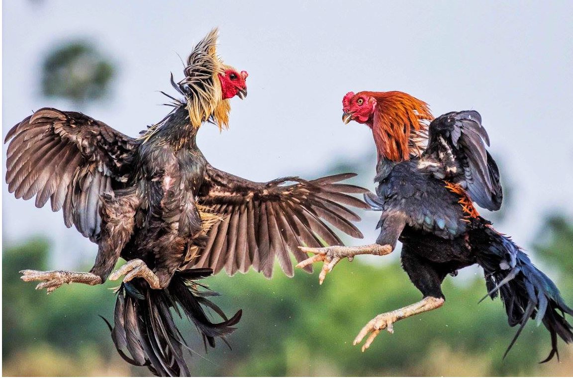 Thuốc bổ cho gà giúp gà chiến tăng khả năng chiến đấu